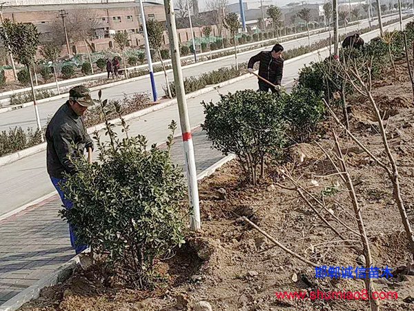 植樹(shù)進(jìn)行中