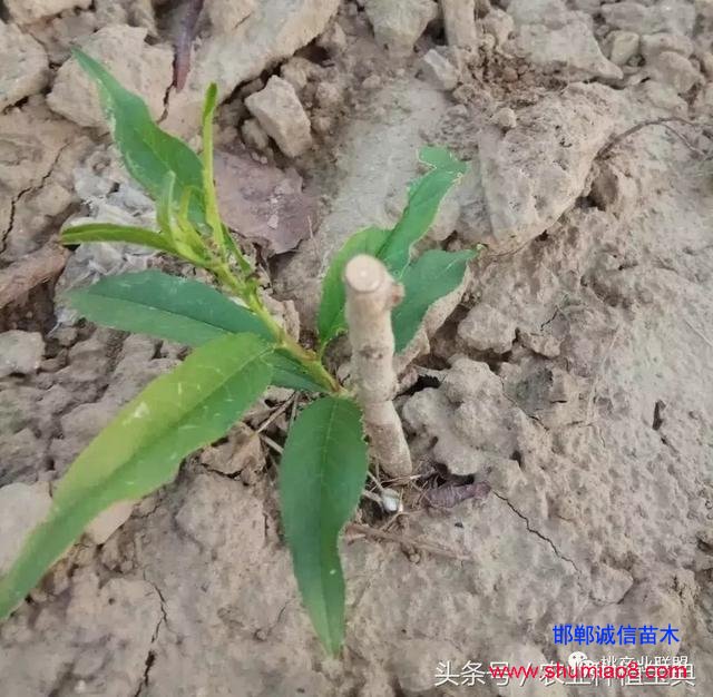 桃樹(shù)不同時(shí)刻起苗對(duì)成活的影響，你知道嗎？