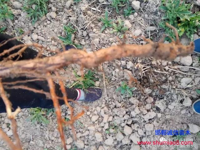 桃樹(shù)不同時(shí)刻起苗對(duì)成活的影響，你知道嗎？