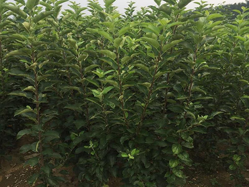 邯鄲哪有賣蘋果苗的？紅富士蘋果苗多少錢一顆？